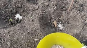 КАРТОФЕЛЬ будет ОГРОМНЫЙ! Способ посадки и подкормка