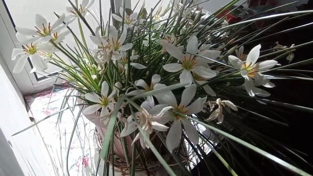 Көңүлдү жаз кылган гүлдөр! смотреть онлайн