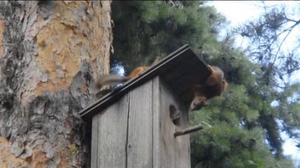 Белкин домик