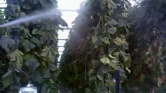 ОБРАБОТКА ОГУРЦА ОТ КЛЕЩА смотреть онлайн