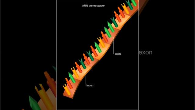 Introns et exons смотреть онлайн