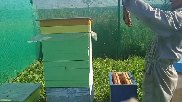Матка бакфаст ИО смотреть онлайн
