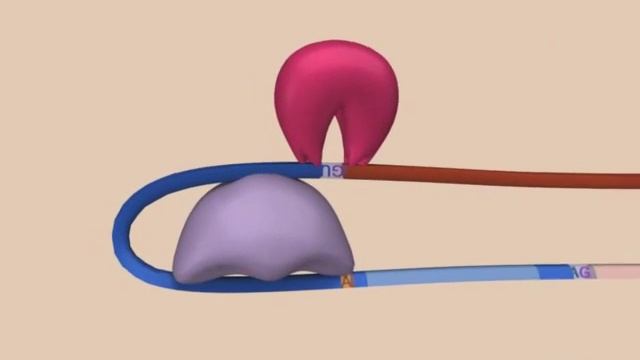 Сплайсинг мРНК