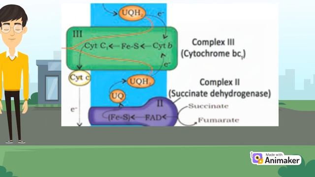 Cellular Respiration Part3: Electron Transport System | Oxidative Phosphorylation #ets #respiration смотреть онлайн