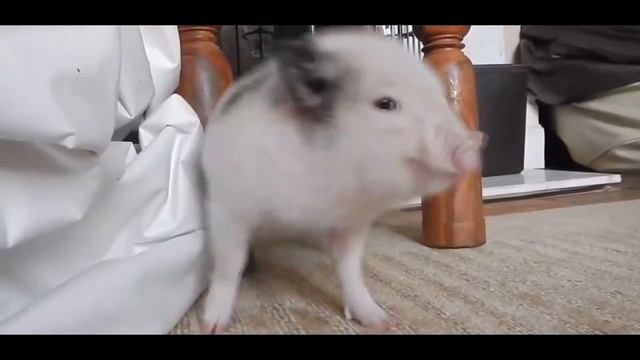 Ярослав) проголосовал(перезалив) смотреть онлайн