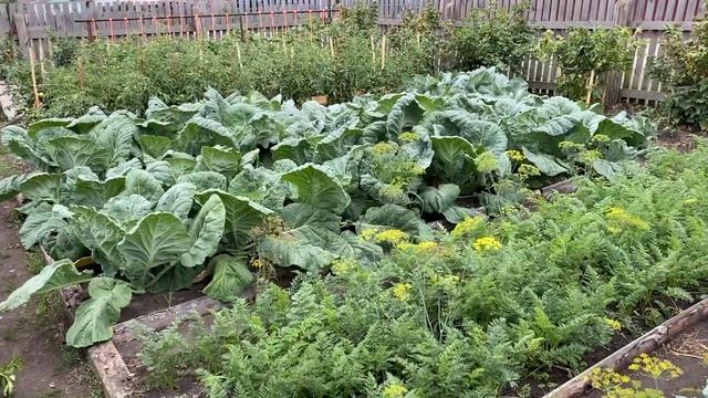 Загарино 2023: Огород у папы и мамы /23.07.23 смотреть онлайн