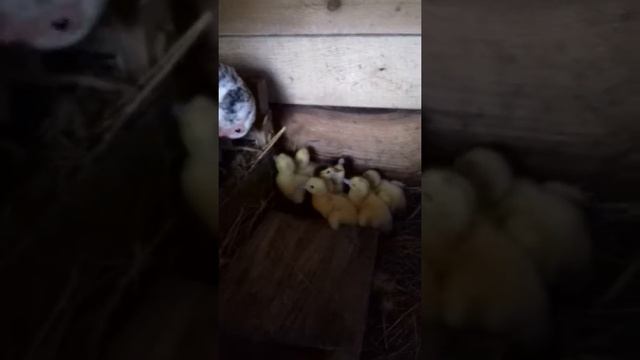 Утята суточные