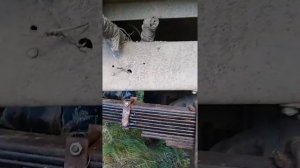 ГАЗ 66. УСТАНОВКА СОБРАННОЙ РЕССОРЫ. # 3.