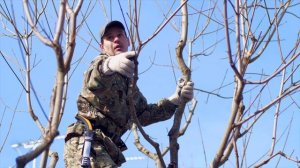 ОБРЕЗКА КЛЕНА. Санитарная стрижка и формирование кроны дерева