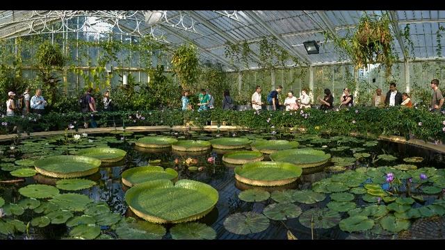 Royal Botanic Gardens - royal botanic gardens peradeniya смотреть онлайн