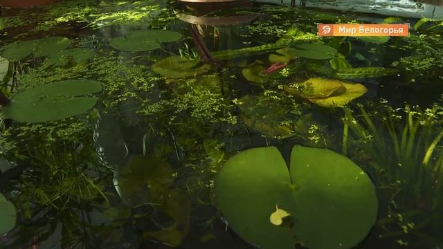 Дни науки в БелГУ смотреть онлайн