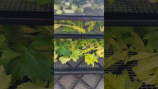 Dehydrating celery with my 2.5 Granddaughter. Teaching her skills early. смотреть онлайн