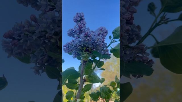 #purple #lilac #naturelovers #enjoyment смотреть онлайн
