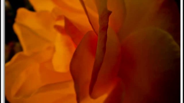 Petite Fleur Fausto Papetti смотреть онлайн