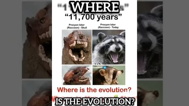 where is the evolution? смотреть онлайн