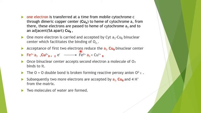 Nature of Electron Transport Chain смотреть онлайн