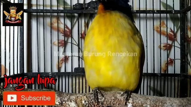 Kutilang emas gacor смотреть онлайн