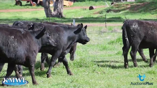 Auctions Plus PH & HJ WILLIAMS 43 Angus Heifers смотреть онлайн
