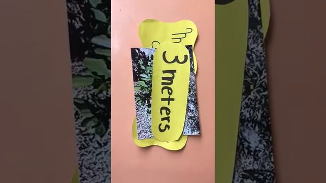 Flora y fauna de la zona centro de Chile en ingles 2 смотреть онлайн