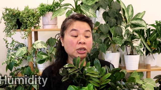 Awesome Tips to Stop killing your Zamifolia Zamioculcas ZZ смотреть онлайн