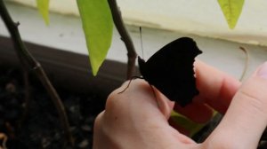 Павлиний глаз (Aglais io) .Часть 3.