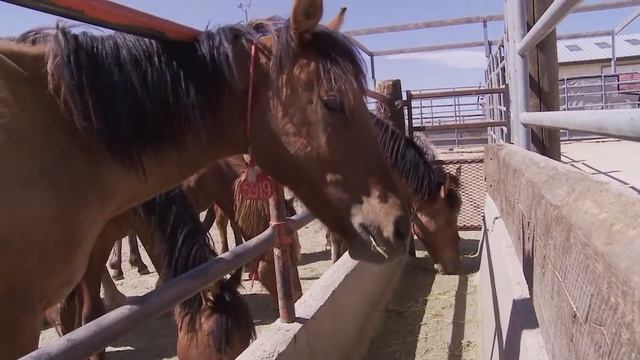 BLM and University of Idaho 4-H Partnership смотреть онлайн