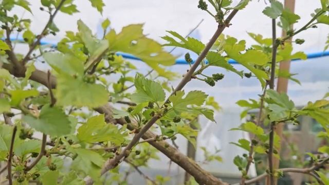 Black Mulberry - Morus Nigra