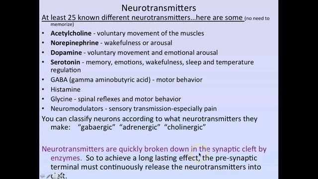 Brockmann Vesicular Synapse (chpt 13 part 4) смотреть онлайн