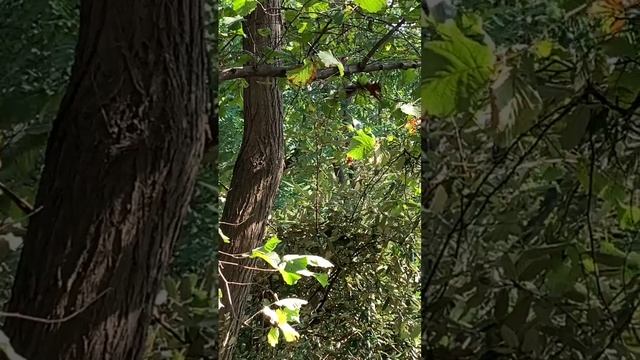 Белка в Сочи