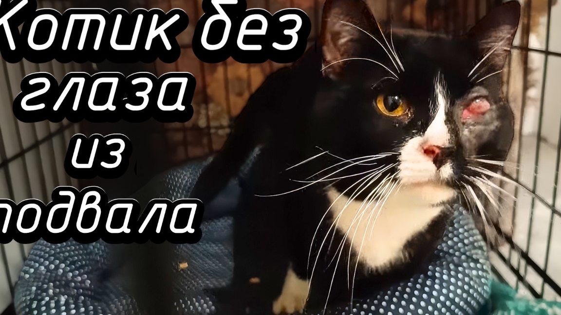 Котик без глаза из подвала. смотреть онлайн
