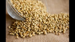 Лечебные свойства Кориандра