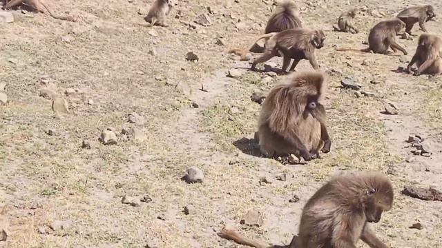 ብርቅዬዎቹ ዋልያ በሰሜን ፓርክ #Endemic wild animals in simen park Ethiopia смотреть онлайн