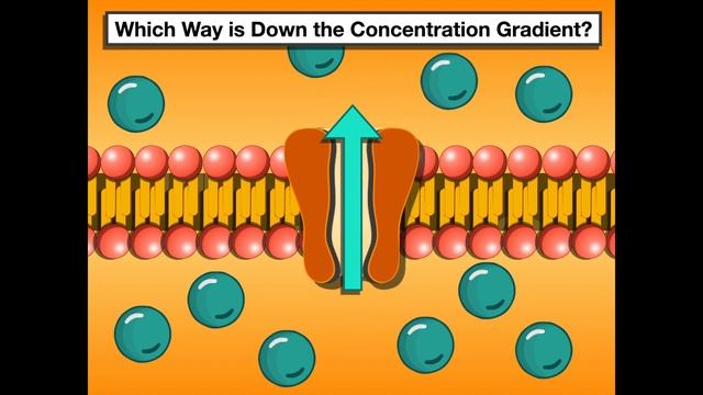 Concentration Gradient
