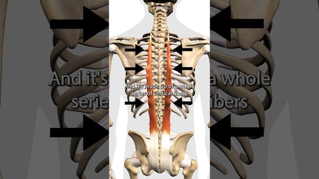 The Erector Spinae Muscles смотреть онлайн