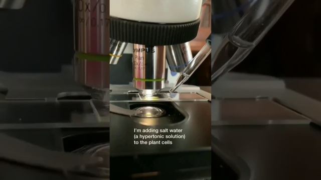 Hypotonic and Hypertonic effect on Plant cell смотреть онлайн