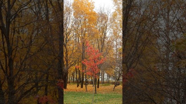 Конец октября, воспоминания, природа в парке