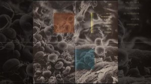 LDC - Plasma [full album] [320 kbps]