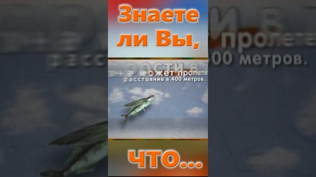 Знаете ли Вы, Что? Рыба - летяга смотреть онлайн