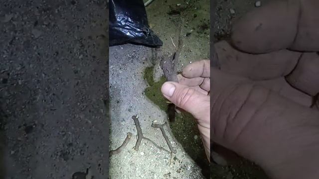 павловния войлочная корневые черенки смотреть онлайн