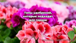 Как заставить герань расцвести обильно? Секреты обильного цветения герани и пеларгонии
