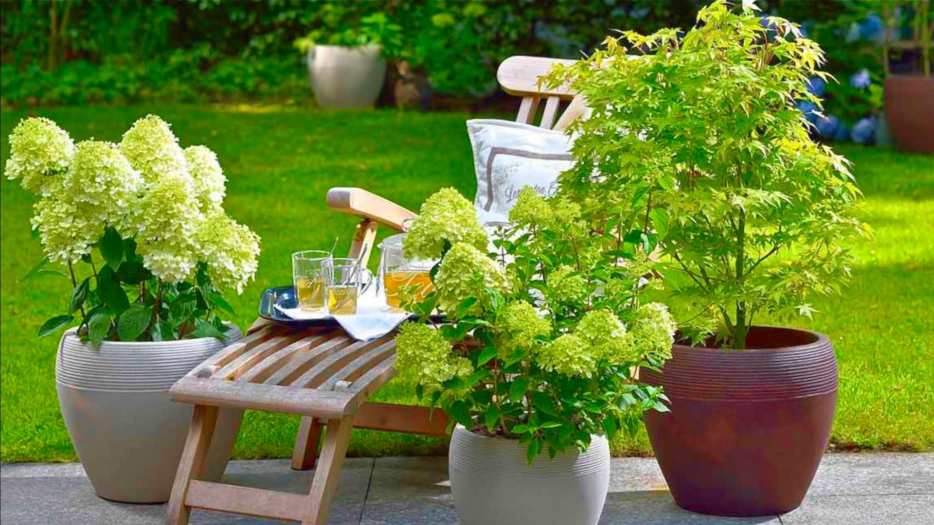 Кустарники в контейнерном саду. Гортензии метельчатые и крупнолистные / голубика для кашпо и др. смотреть онлайн