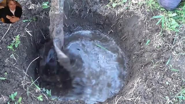 Фундук каталонський посадка корисні властивості. смотреть онлайн