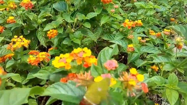Бражник из рода Cephonodes (Цефонодес). смотреть онлайн