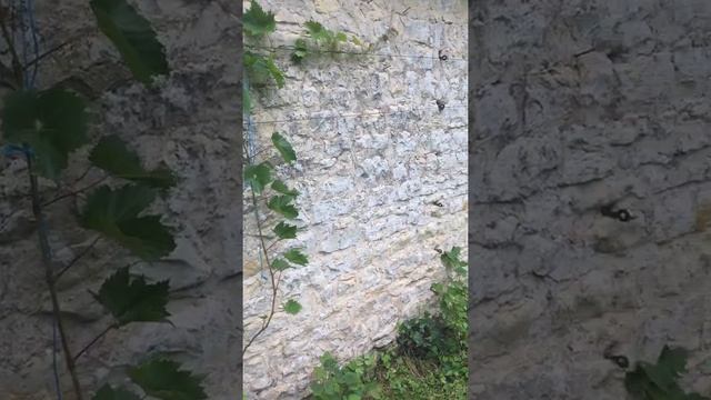 #1 présentation du jardin juin 2020 смотреть онлайн