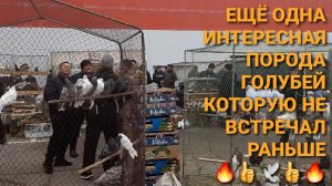 🔥🔥🔥 Ещё одна интересная порода голубей, которую раньше не встречал. Ярмарка голубей в Саратове.
