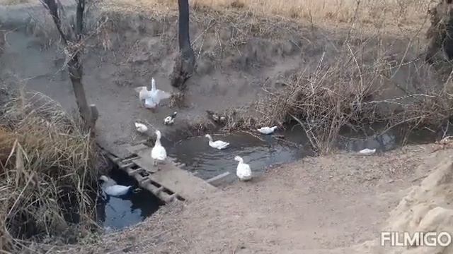 Үйрек, қаз, индаутка! Үйрек қаз өстті смотреть онлайн