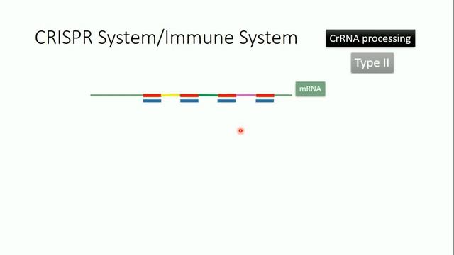 CRISPR System and CRISPR CAS9 Technique, The full principle (Part 1) смотреть онлайн