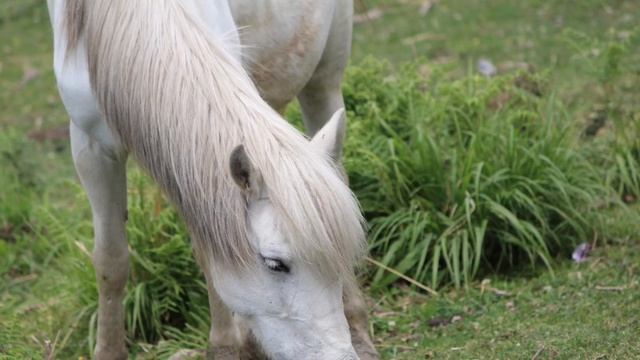 FLORA AND FAUNA IN INDIA (4K QUALITY) смотреть онлайн
