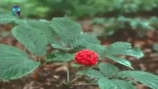 Женьшень китайский (корень жизни) смотреть онлайн