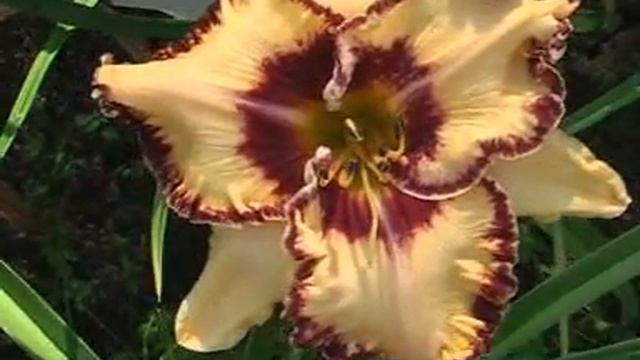 лилейник Daylily LEDGEWOOD'S BORN FREE.mpg